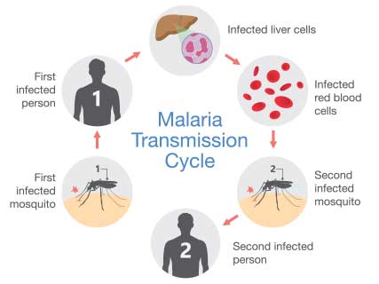 malaria transmission cycle mfine