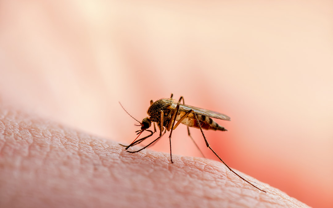 Is malaria a disease of poverty?
