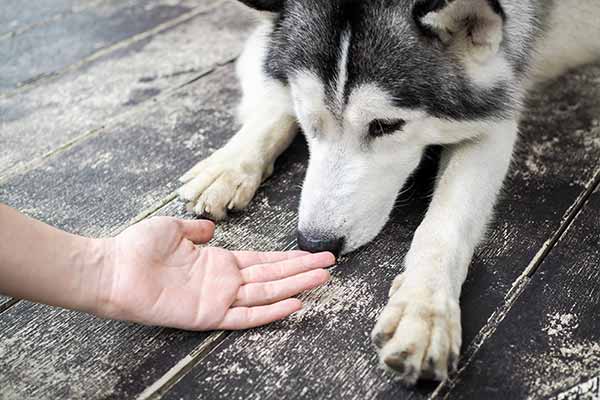 health benefits of pets cancer detection mfine