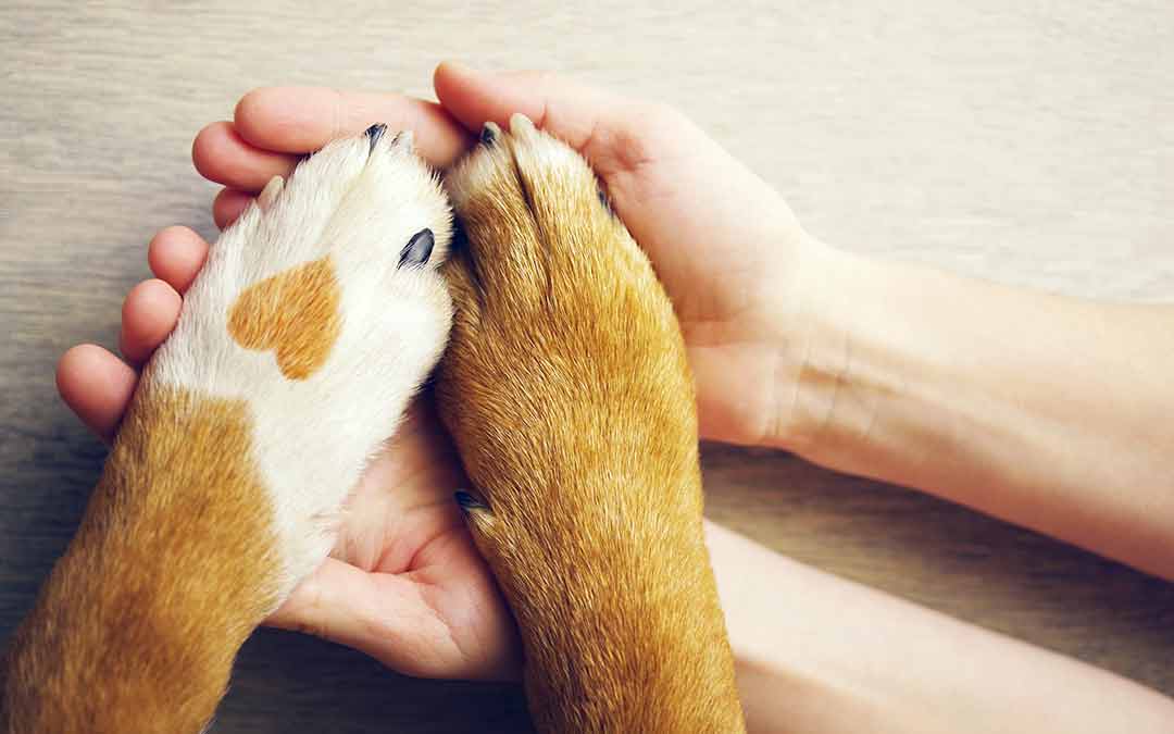 How Pets Are (Secretly) Beneficial To Your Health