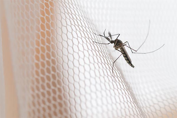 malaria dengue mosquito mfine zoonotic diseases