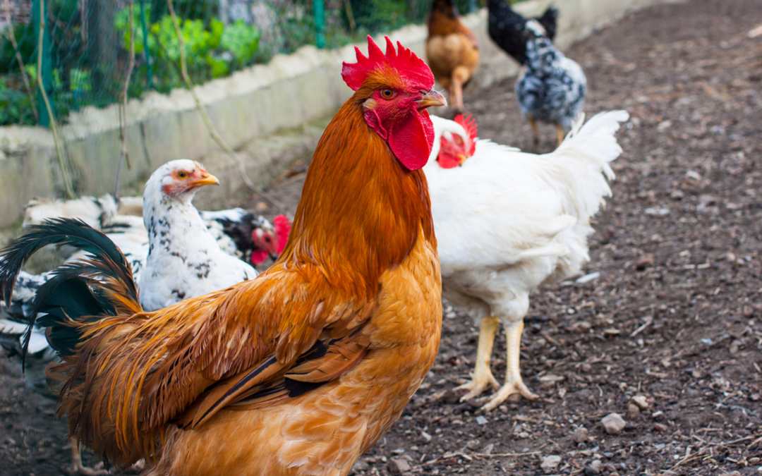 Bird Flu On Rise: 7 Facts You Need To Know