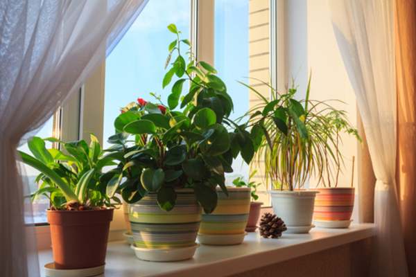 home gardening indoor plants mfine