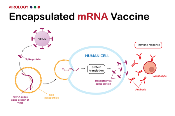 how mrna vaccines work
