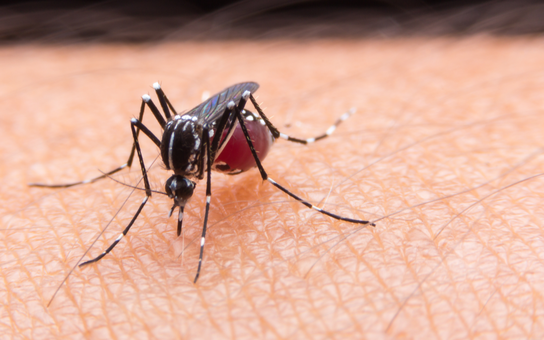 Zika Virus: Symptoms, Prevention and Treatment