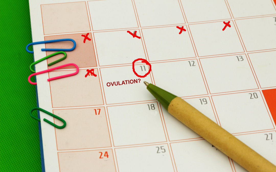 The Fertility Window: All About Ovulation Tracking