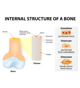 what is bone marrow function